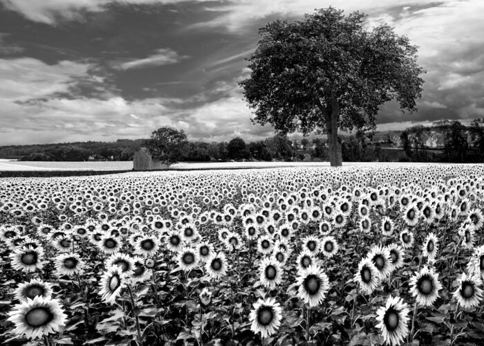 American Greeting Card featuring the photograph Sunflowers in Black and White by Debra and Dave Vanderlaan