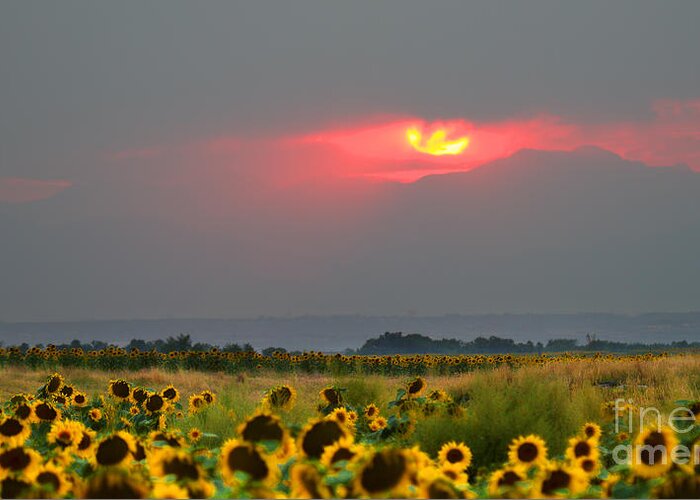 Flowers Greeting Card featuring the photograph Sunflowers in Mordor by Jim Garrison