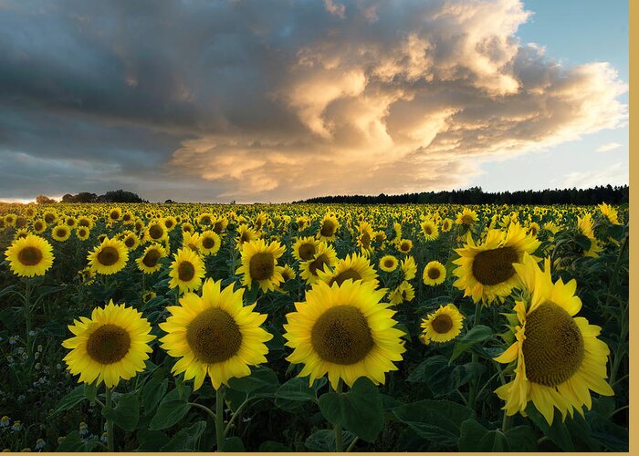 Sunflower Greeting Card featuring the photograph Sunflowers In Sweden. by Christian Lindsten