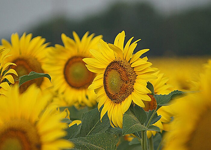 Sunflower Greeting Card featuring the photograph Sunflowers by Kathy Churchman