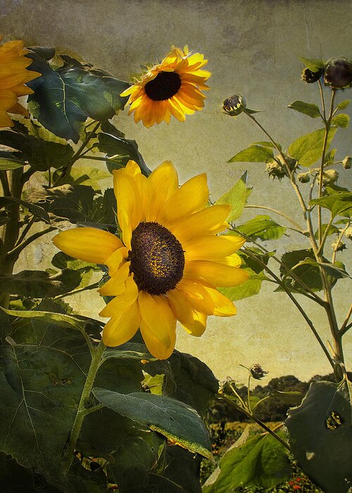 Sunflowers Greeting Card featuring the photograph Sunflowers with Texture by Sandra Anderson
