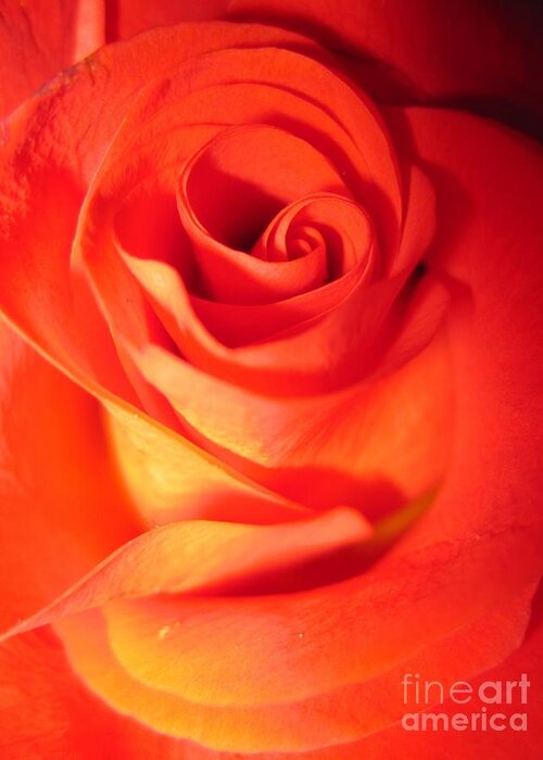 Floral Greeting Card featuring the photograph Sunkissed Orange Rose 10 by Tara Shalton