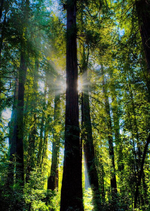 Trees Greeting Card featuring the photograph Sunlight by Tommy Farnsworth