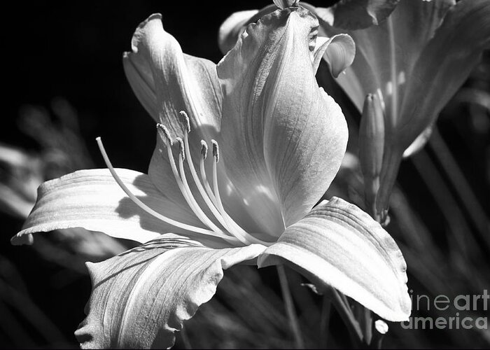 Lee Craig Greeting Card featuring the photograph Sunlit Lily in Black and White by Lee Craig