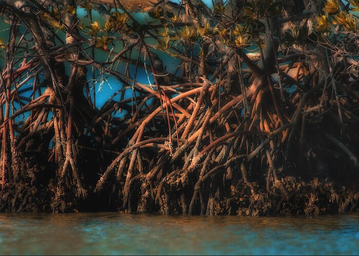 Everglades Greeting Card featuring the photograph Sunlit Mangroves in the Florida Everglades by Gloria Matyszyk