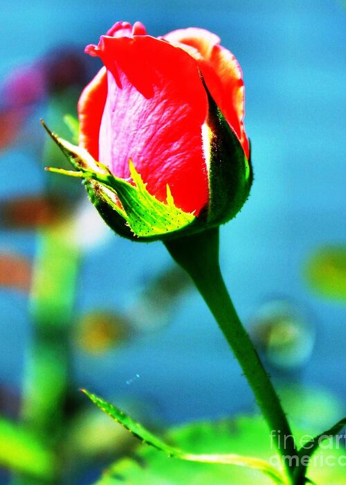 Single Rose Greeting Card featuring the photograph Sunlite Rose Bud by Judy Palkimas