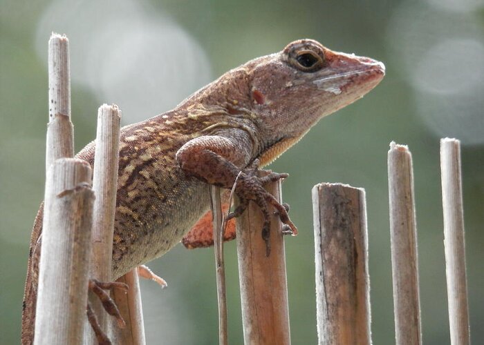 Caught The Lizard Greeting Card featuring the photograph Sunning Lizard by Belinda Lee