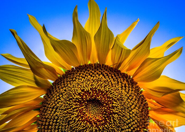 Sunflowers Greeting Card featuring the photograph Sunny Blue by Michael Arend