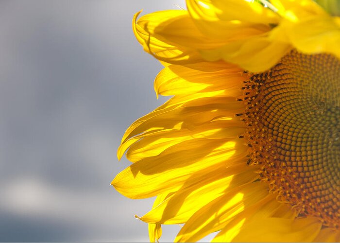 Sunflower Greeting Card featuring the photograph Sunny Sunflower by Cheryl Baxter