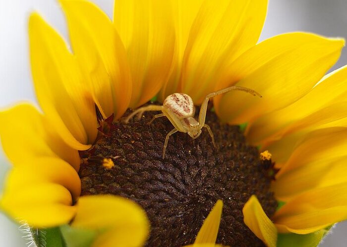 Sun Greeting Card featuring the photograph Sunny the Spider by HW Kateley
