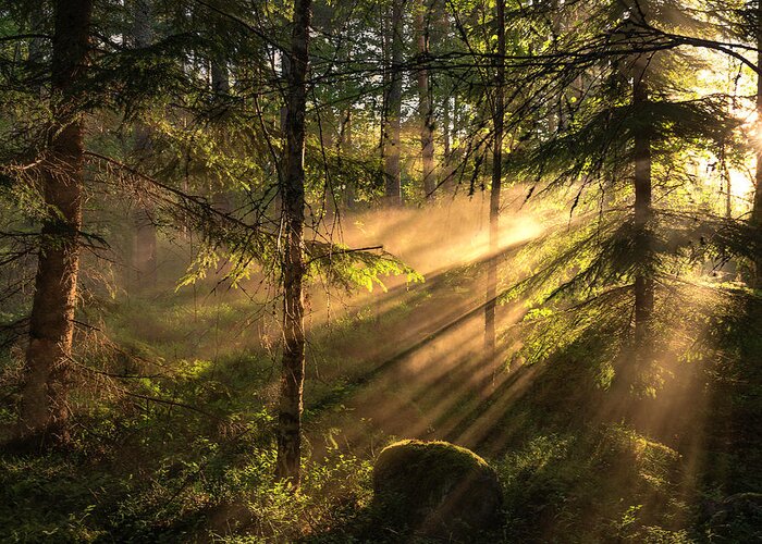 Light Greeting Card featuring the photograph Sunrays by Christian Lindsten