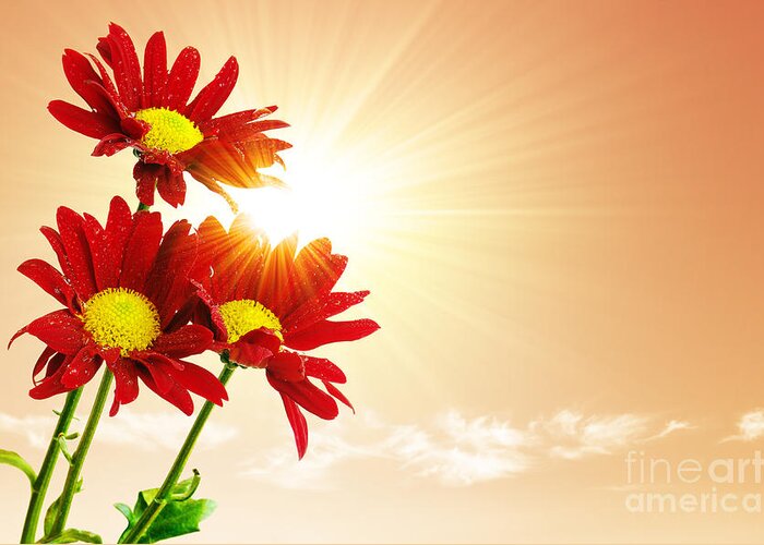 Background Greeting Card featuring the photograph Sunrays Flowers by Carlos Caetano