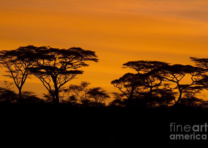 Africa Greeting Card featuring the photograph Sunrise Acacias by Chris Scroggins