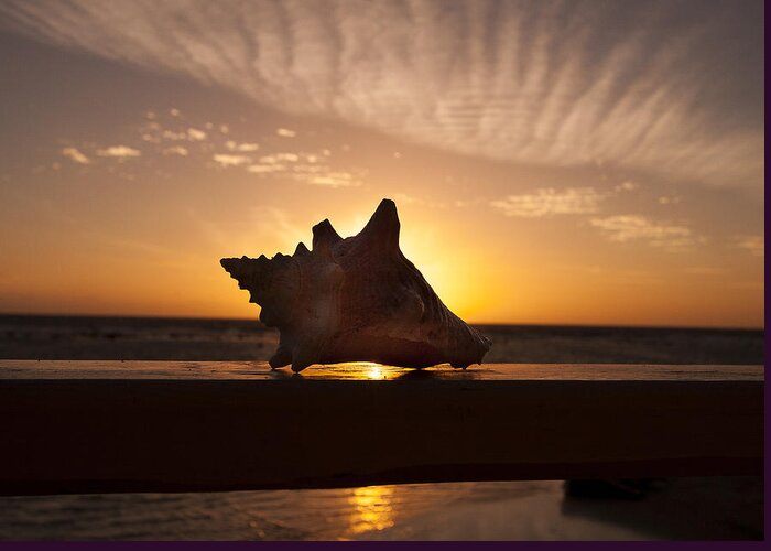 Sunrise Conch Greeting Card featuring the photograph Sunrise Conch by Jean Noren