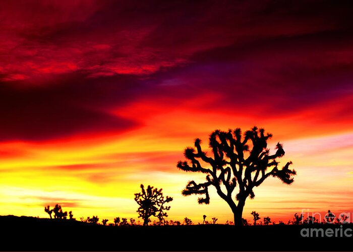 Landscape Greeting Card featuring the photograph Sunrise in Joshua Tree Nat'l Park by Benedict Heekwan Yang