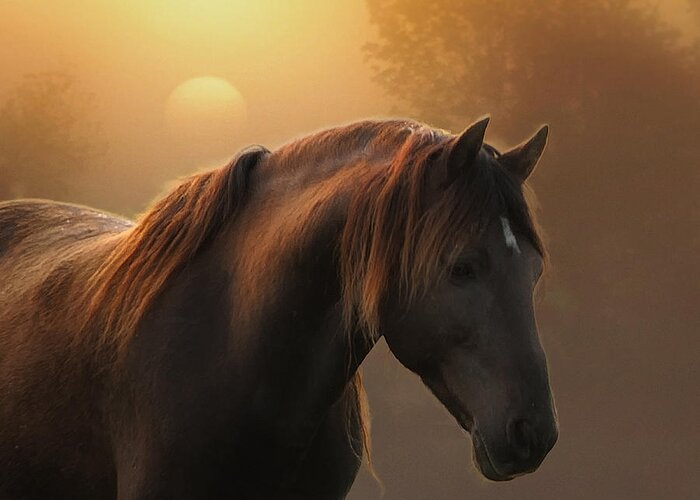 Equine Greeting Card featuring the photograph Sunrise on Planet Earth by Ron McGinnis