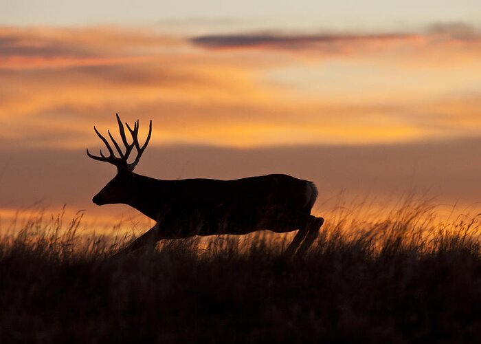 Mule Deer Greeting Card featuring the photograph Sunrise Silhouette by D Robert Franz