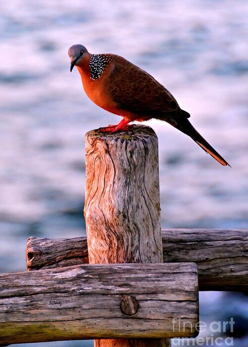 Sunset Dove Greeting Card featuring the photograph Sunset Dove by Patrick Witz