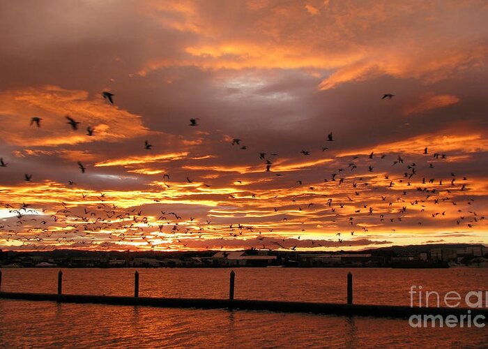 Sunset Greeting Card featuring the photograph Sunset in Tauranga New Zealand by Jola Martysz
