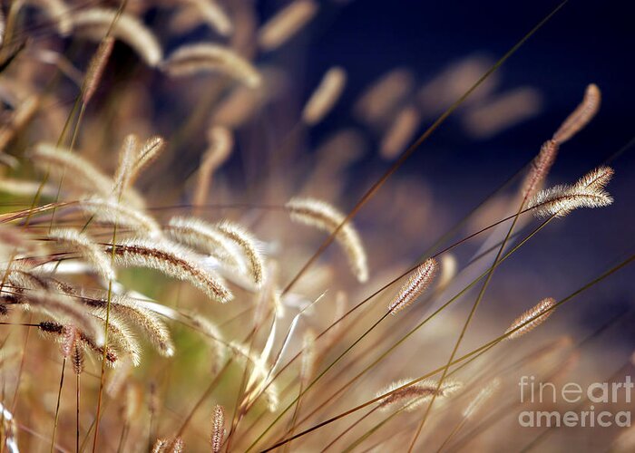 Green Greeting Card featuring the photograph Sunset on Autumn Grass by Lincoln Rogers