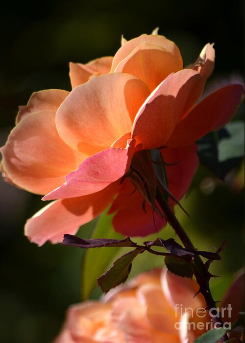Orange Rose Greeting Card featuring the photograph Sunset Orange by Deb Halloran