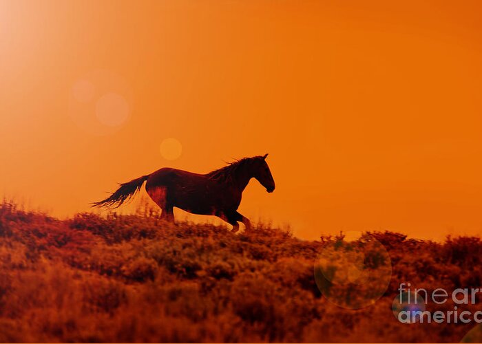 Sunset Greeting Card featuring the photograph Sunset Run by Terri Cage