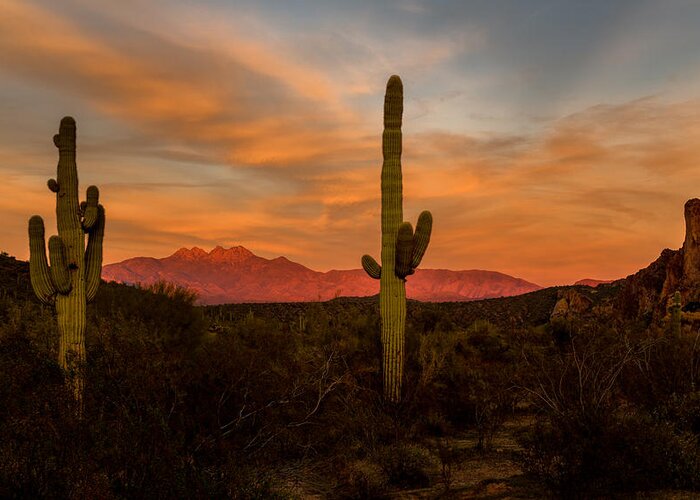 Arizona Greeting Card featuring the photograph Sunset Sentinels by Mary Jo Allen