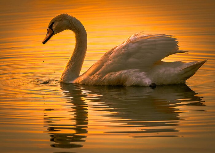 Alone Greeting Card featuring the photograph Sunset Swan by Brian Stevens