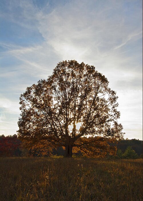 Tree Greeting Card featuring the photograph Sunset Tree by Carol Erikson