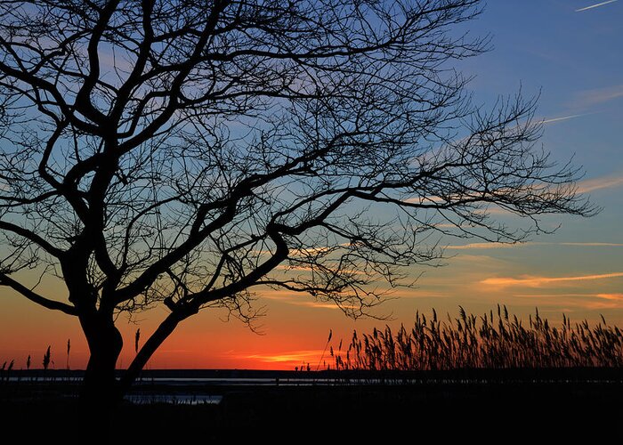 Assawoman Bay Greeting Card featuring the photograph Sunset Tree in Ocean City MD by Bill Swartwout