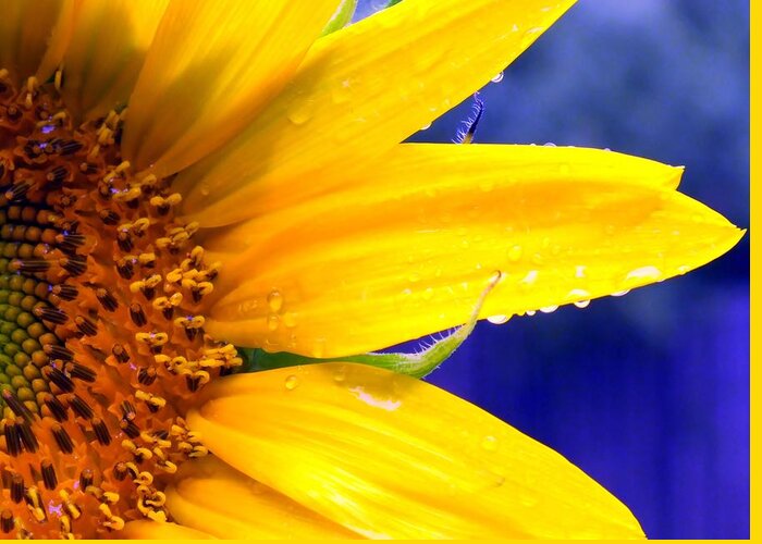 Yellow And Blue Greeting Card featuring the photograph Sunshine Blue by Karen Wiles
