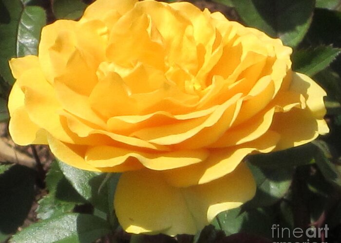 Rose Greeting Card featuring the photograph Sunshine by Kathie Chicoine