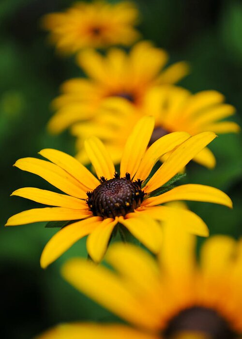 Black Eyed Susan Greeting Card featuring the photograph Sunshine on a Cloudy Day by Kelly Nowak