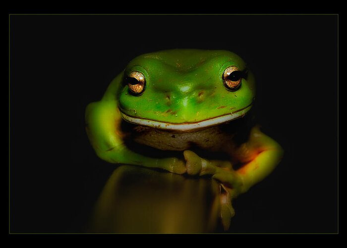 Green Frogs Australia Greeting Card featuring the photograph Super frog 01 by Kevin Chippindall