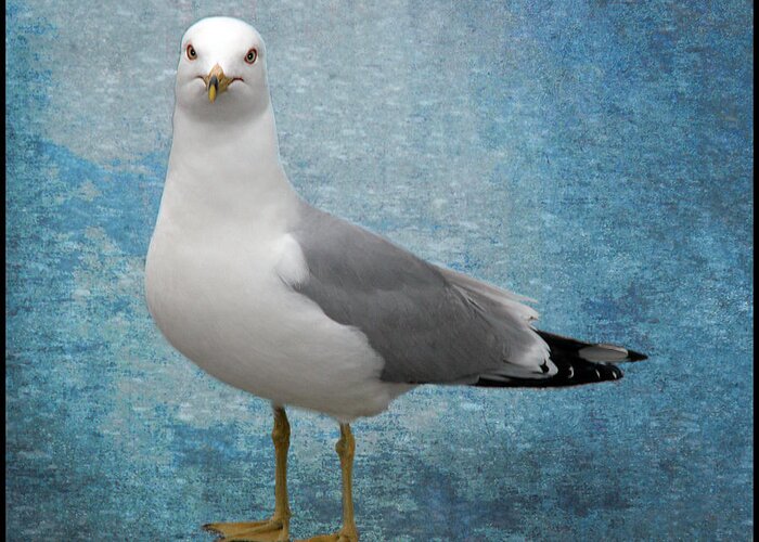 Seagull Greeting Card featuring the photograph Superior Seagull by Terri Harper