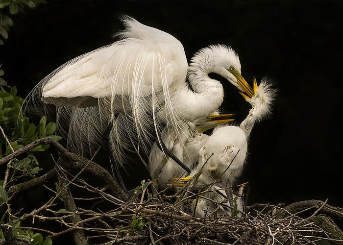 Great Egret Greeting Card featuring the photograph Suppertime by Priscilla Burgers