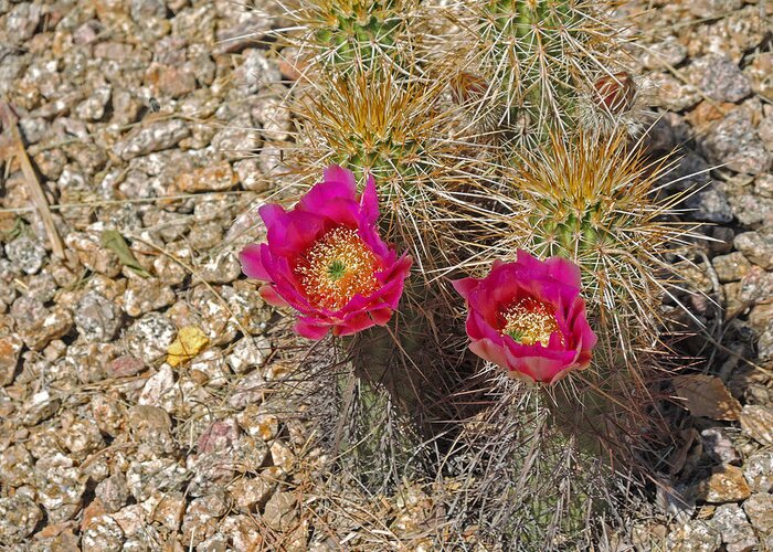  Cactus Greeting Card featuring the photograph Surprising Blooms by Lynda Lehmann