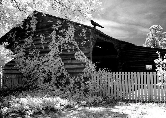 Surreal Infrared Landscape Greeting Card featuring the photograph Surreal Black And White Infrared Gothic Nature Barn Landscape With Black Raven by Kathy Fornal