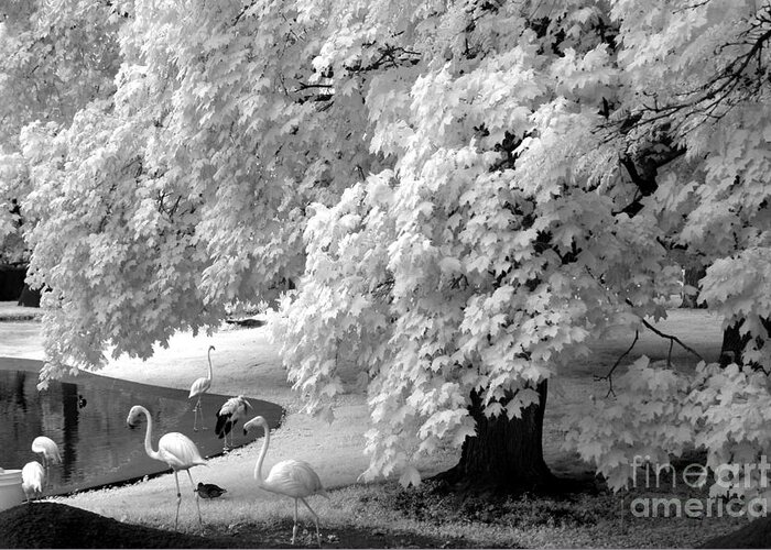 Flamingo Photos Greeting Card featuring the photograph Surreal Black White Infrared Flamingo Nature Scene by Kathy Fornal