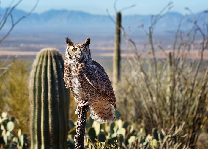 Great Horned Owls Greeting Card featuring the photograph Surveying the Sonoran by Kathleen Bishop
