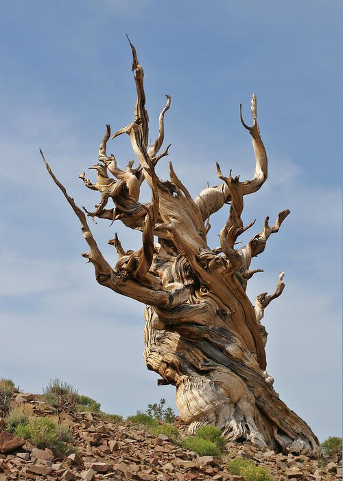 Bristlecone Greeting Card featuring the photograph Survival Expert Bristlecone Pine by Alexandra Till