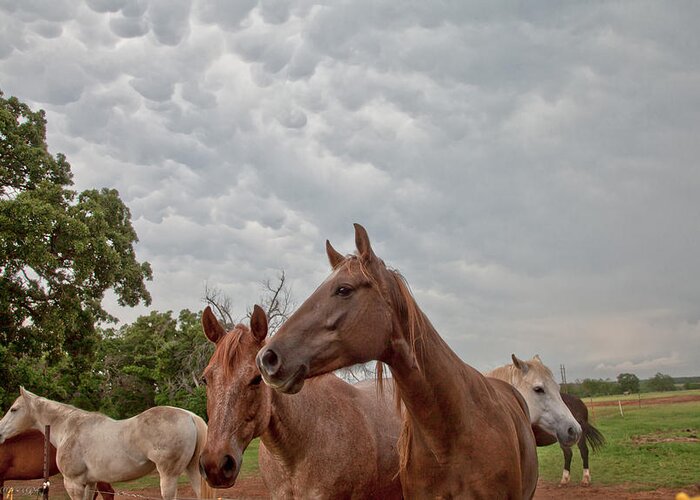 Horses Greeting Card featuring the photograph Surviving the storm by Toni Hopper