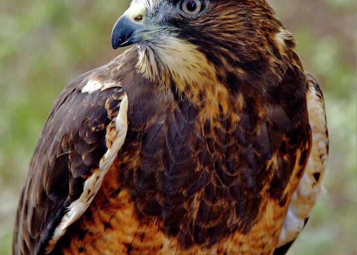 Swainson Hawk Greeting Card featuring the photograph Swainson's Hawk Profile by Ed Riche