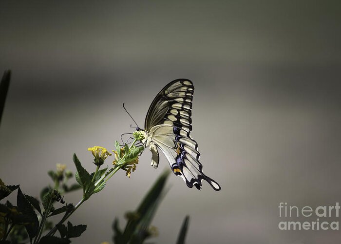Butterfly Greeting Card featuring the photograph Swallowtail Butterfly 2014 by Linda Ebarb