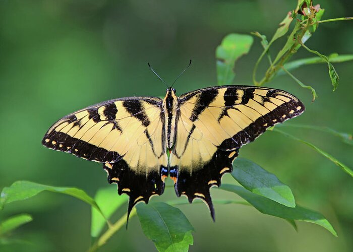 Animal Themes Greeting Card featuring the photograph Swallowtail Butterfly by Daniela Duncan