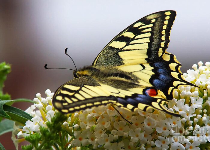 Swallowtail Greeting Card featuring the photograph Swallowtail butterfly by Nick Biemans