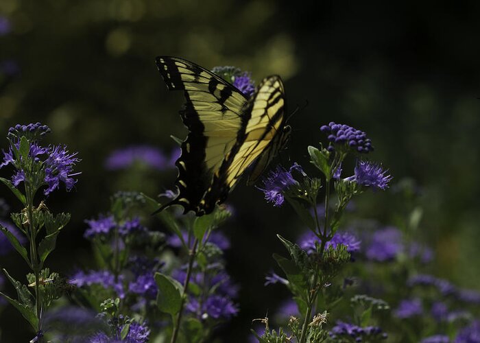 Butterflies Greeting Card featuring the photograph Swallowtail in Purple Field by Donald Brown
