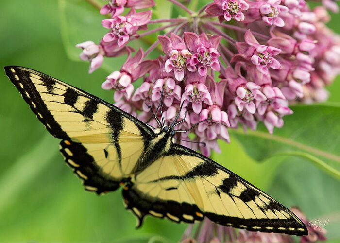 This Beautiful Eastern Tiger Swallowtail Butterfly Is Sure To Put A Smile On Someone's Face. It Has Been Specifically Cropped To The Greeting Card Ratio. Add Your Own Words To Create A Unique Greeting Card featuring the photograph Swallowtail notecard by Everet Regal