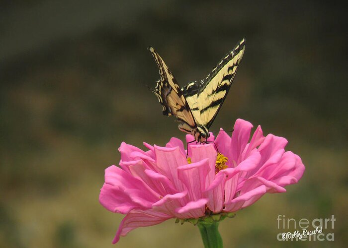 Insect Greeting Card featuring the photograph Swallowtail on a Zinnia by Debby Pueschel