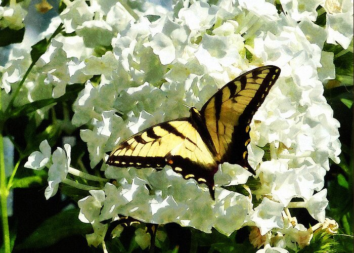 Butterfly Greeting Card featuring the photograph Swallowtail on White Hydrangea by Susan Savad